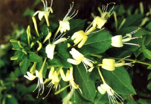 Jinyinhua